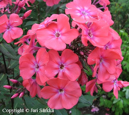 Phlox paniculata 'Frau A. von Mauthner'